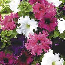 PETUNIA FRANGIATA FRILLITUNIA  MISCUGLIO NR.1000 SEMI